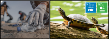 Clean-Up Project for Protecting Turtles (Japan)