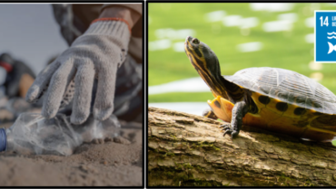 Clean-Up Project for Protecting Turtles (Japan)