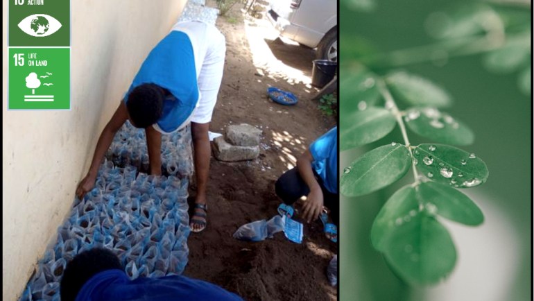 Social Project Seedling Moringa #Benin