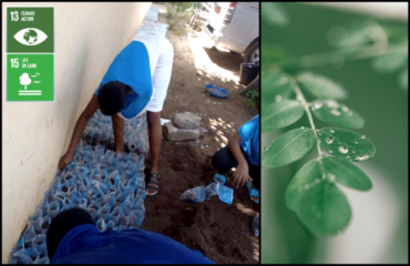 Social Project Seedling Moringa #Benin